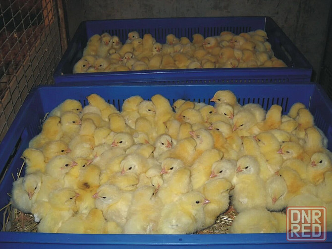 Продам цыпленка бройлера Мариуполь - изображение 1