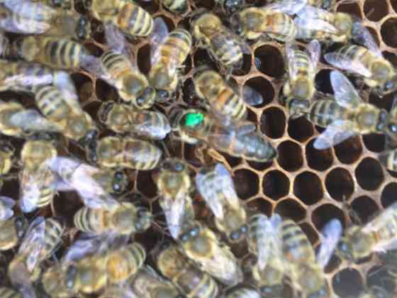 Пчелосемьи и отводки Донецк