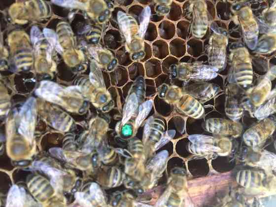 Пчелосемьи и отводки Донецк