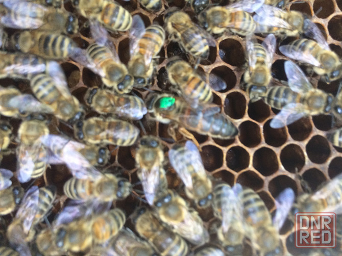 Пчелосемьи и отводки Донецк - изображение 1