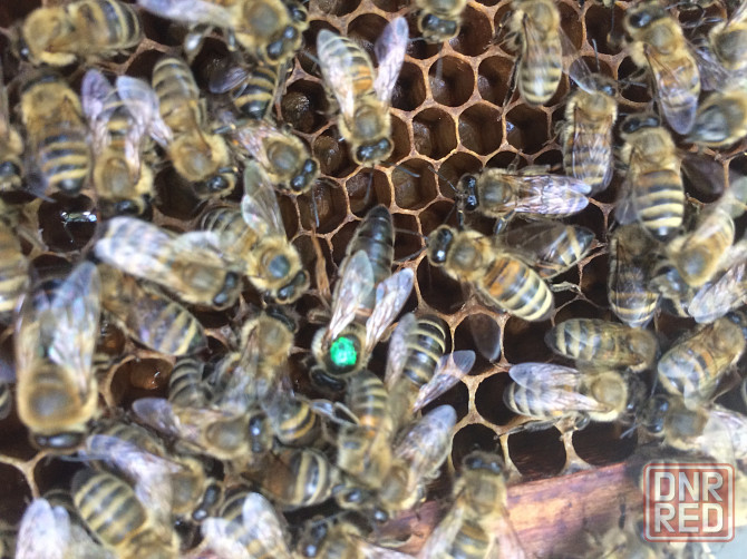 Пчелосемьи и отводки Донецк - изображение 2