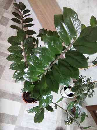 Замиокулькас - комнатное растение на удачу и благополучие. Донецк