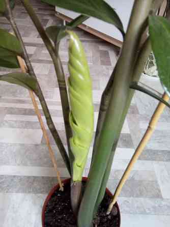 Замиокулькас - комнатное растение на удачу и благополучие. Донецк