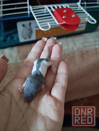Крысята дамбо+хаски, крыса декоративная Донецк - изображение 5