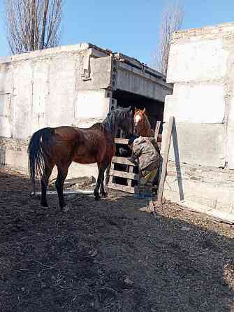 продам 2 лошадей и жеребца Енакиево