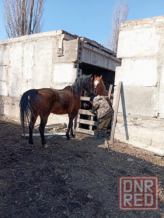 продам 2 лошадей и жеребца Енакиево - изображение 4