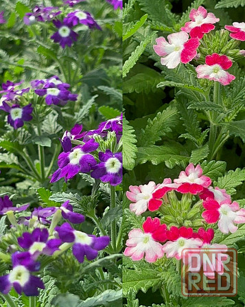 Продам цветы Донецк - изображение 8
