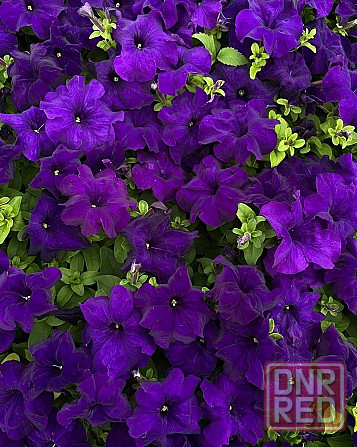 Продам цветы Донецк - изображение 6