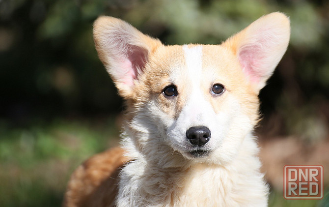 Продается щенок вельш корги пемброк Мариуполь - изображение 2