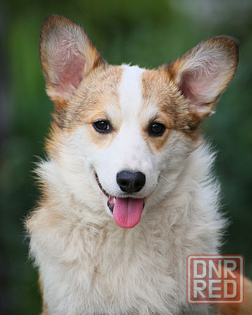 Продается щенок вельш корги пемброк Мариуполь - изображение 1