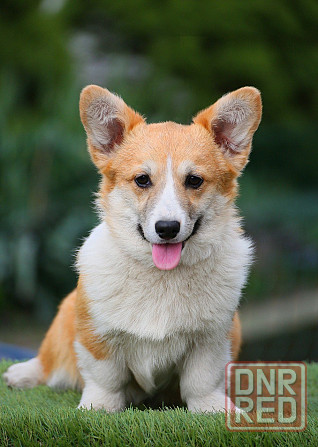 Продается щенок вельш корги пемброк Мариуполь - изображение 3