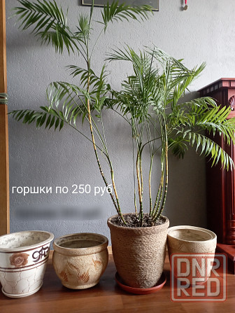 Горшки и цветы комнатные Донецк - изображение 1