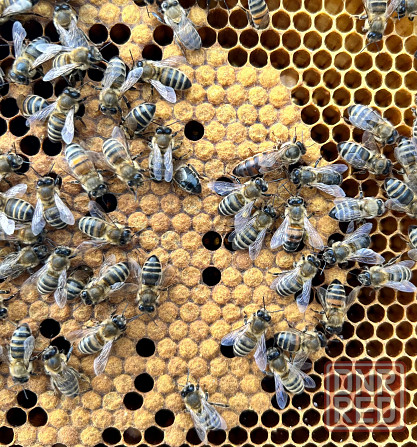 Продажа пчеломаток Шахтерск - изображение 1