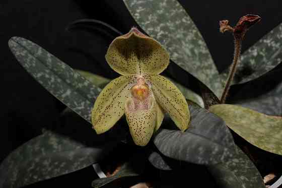 Продам орхидею Paphiopedilum concolor Донецк