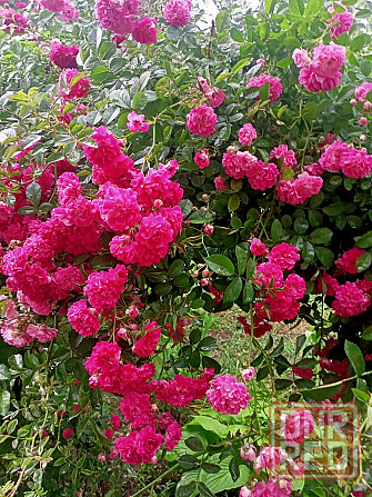 Продам саженцы розы почвопокровной Донецк - изображение 1