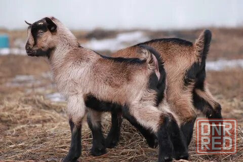 Породистые козлята альпийцев и ломанча разного возраста Донецк - изображение 1
