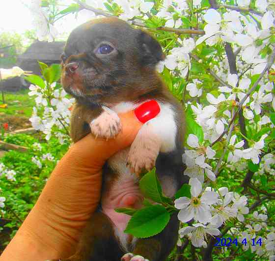 Шоколадный носик,гладкошерстный щенок Чихуахуа Енакиево