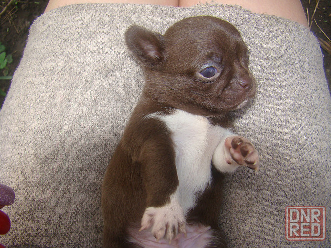 Шоколадный носик,гладкошерстный щенок Чихуахуа Енакиево - изображение 3