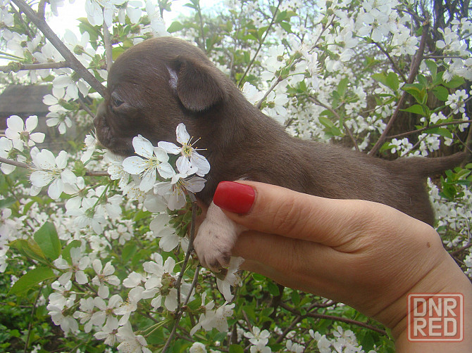 Шоколадный носик,гладкошерстный щенок Чихуахуа Енакиево - изображение 2