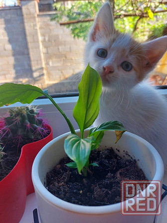 Котята 1,5 месяца безвозмездно, в добрые руки) Донецк - изображение 1