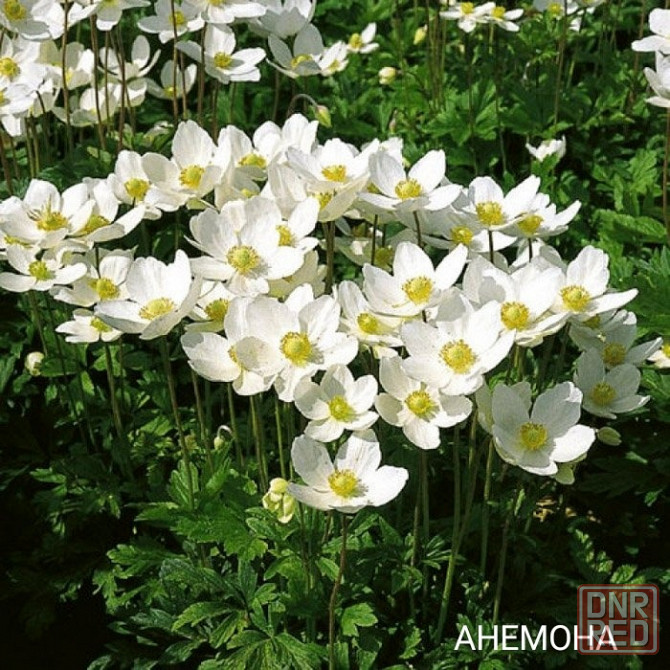 Нарциссы,тюльпаны,мускари,пролиски,подснежники,птицемлечник Донецк - изображение 6