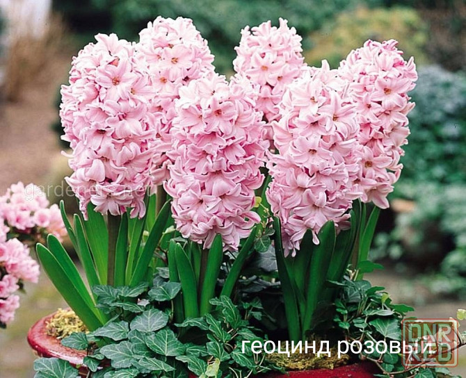 Нарциссы,тюльпаны,мускари,пролиски,подснежники,птицемлечник Донецк - изображение 1