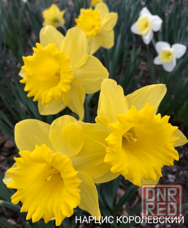 Нарциссы,тюльпаны,мускари,пролиски,подснежники,птицемлечник Донецк - изображение 3