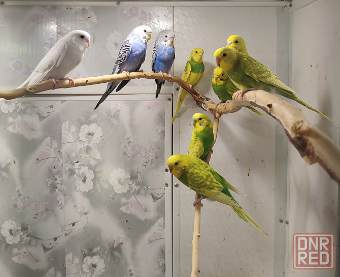 Волнистые попугайчики Донецк - изображение 1