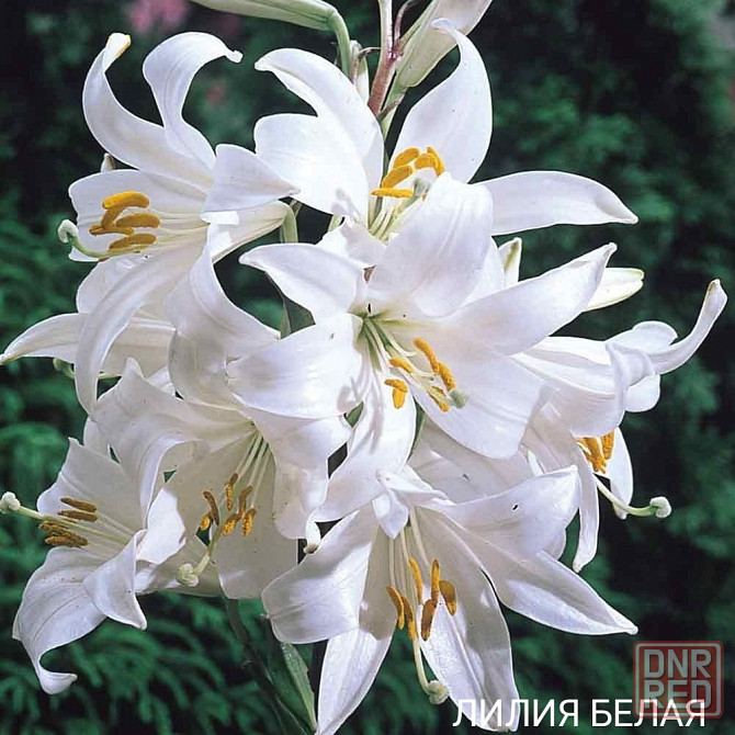 Цветы клематис,кампсис,бадан,магония Донецк - изображение 7