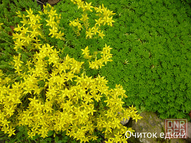 Цветы клематис,кампсис,бадан,магония Донецк - изображение 8