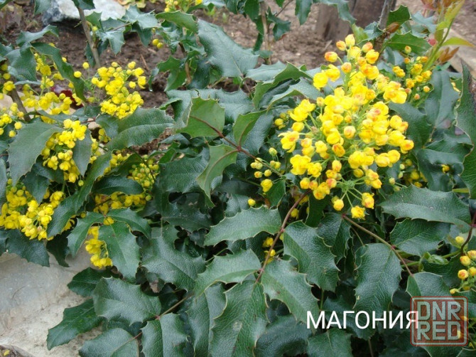 Цветы клематис,кампсис,бадан,магония Донецк - изображение 4