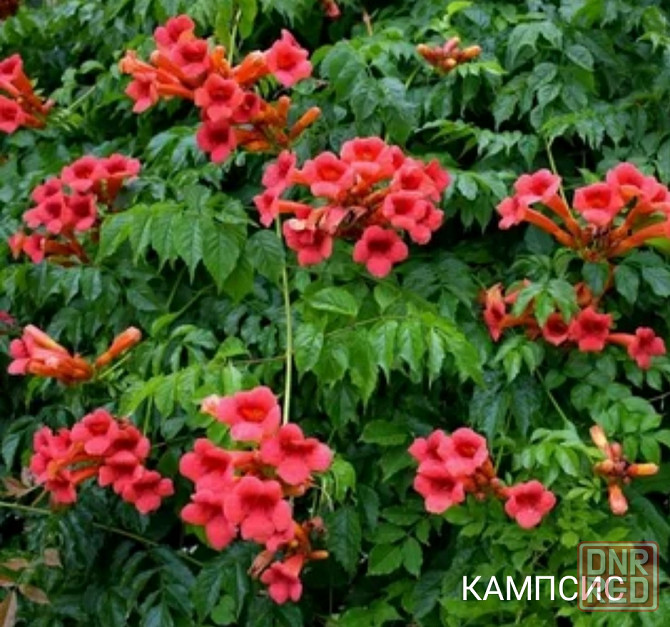 Цветы клематис,кампсис,бадан,магония Донецк - изображение 2
