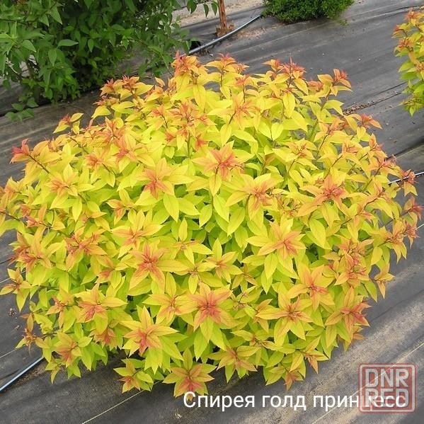 Цветы клематис,кампсис,бадан,магония Донецк - изображение 5