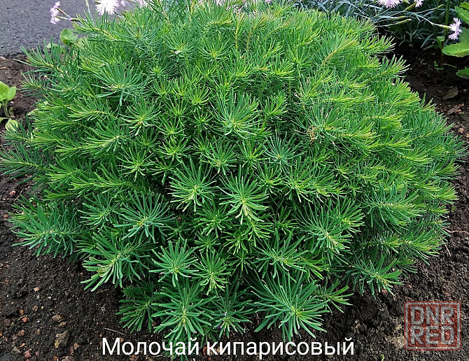 Цветы гайлардия,гелениум,анемона,4анареечник,чистец, Донецк - изображение 4