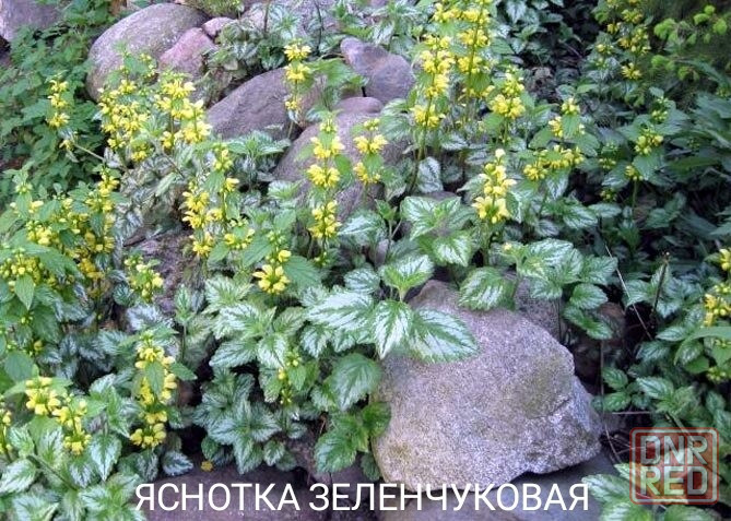 Цветы яснотка,ясколка,флокс шеловидный,алииум Донецк - изображение 2