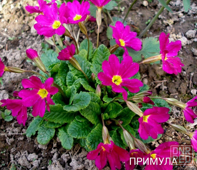 Цветы плющ,примула,лилия,папоротник,пион Донецк - изображение 8