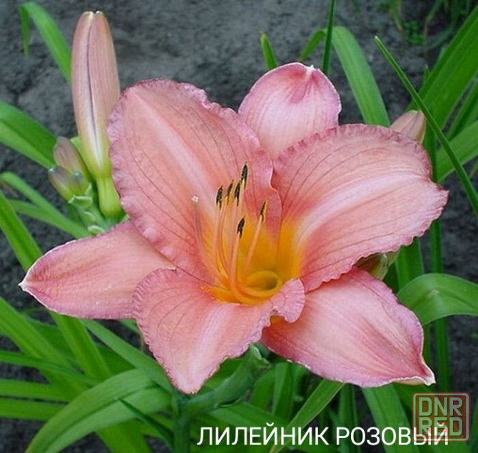 Цветы плющ,примула,лилия,папоротник,пион Донецк - изображение 1