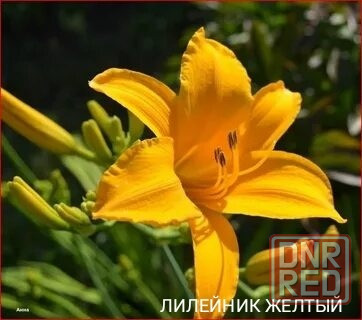 Цветы плющ,примула,лилия,папоротник,пион Донецк - изображение 6