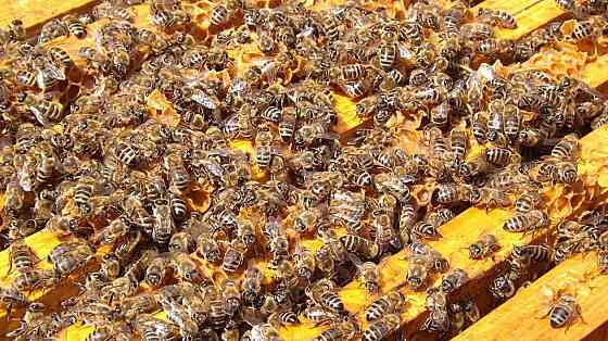 Продам пчелосемьи Харцызск