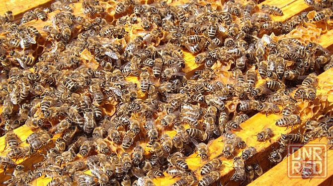 Продам пчелосемьи Харцызск - изображение 1