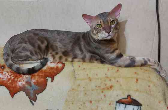 Котята серенгети: бенгал с ориенталом Мариуполь