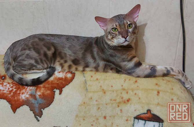 Котята серенгети Мариуполь - изображение 1
