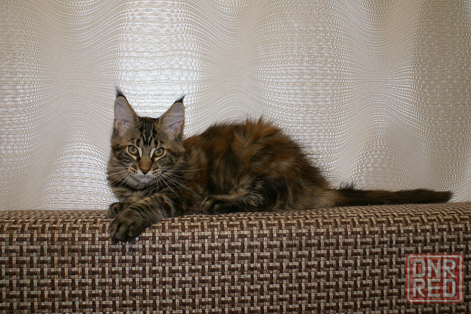 Котята мейн кун питомник TenderLinx Донецк - изображение 4