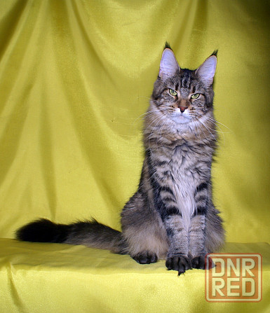 Котята мейн кун питомник TenderLinx Донецк - изображение 6