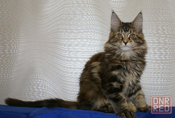 Котята мейн кун питомник TenderLinx Донецк - изображение 3