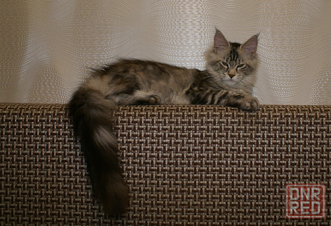 Котята мейн кун питомник TenderLinx Донецк - изображение 2