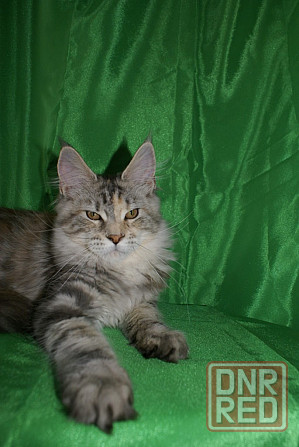 Котята мейн кун питомник TenderLinx Донецк - изображение 5