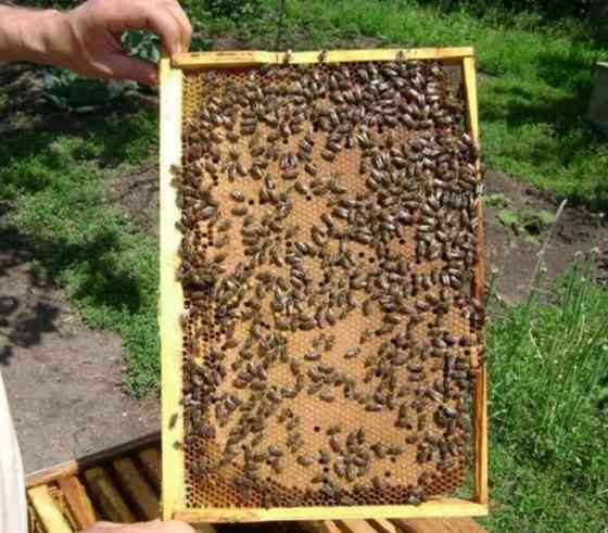 Продам пчелосемьи, Донецк Донецк