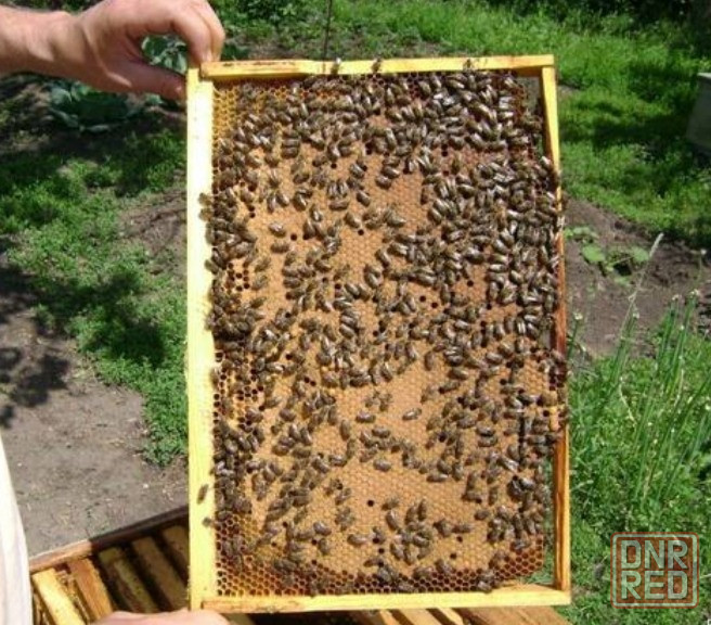 Продам пчелосемьи, Донецк Донецк - изображение 1