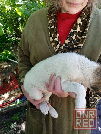 Отдам щенков в хорошие руки, 3 мес Донецк - изображение 7